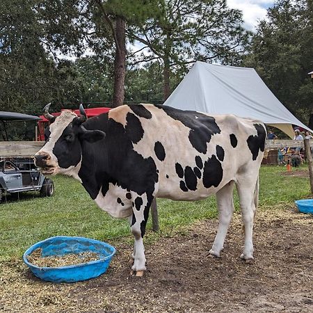 Rooterville Animal Sanctuary Melrose Ngoại thất bức ảnh