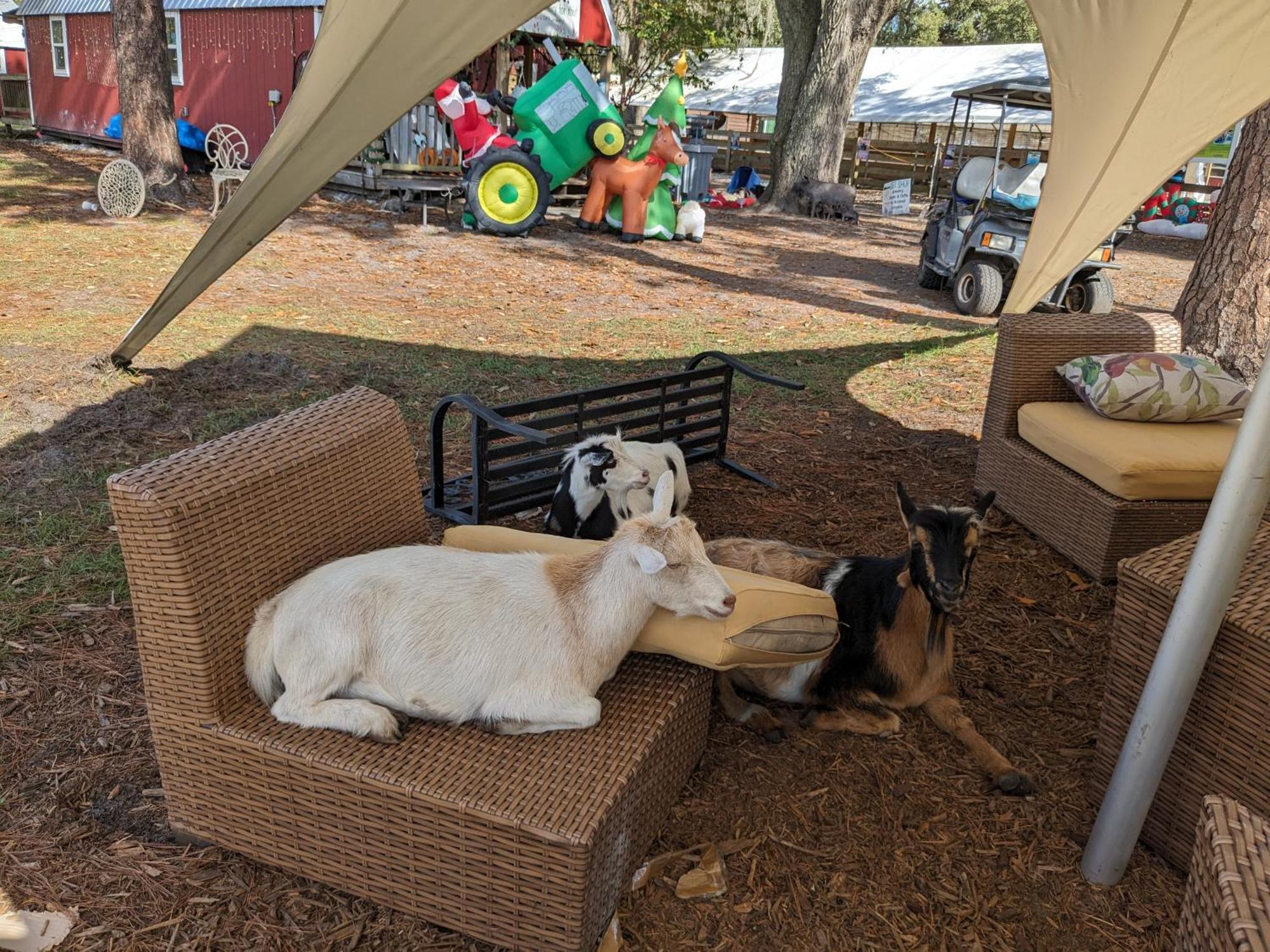 Rooterville Animal Sanctuary Melrose Ngoại thất bức ảnh