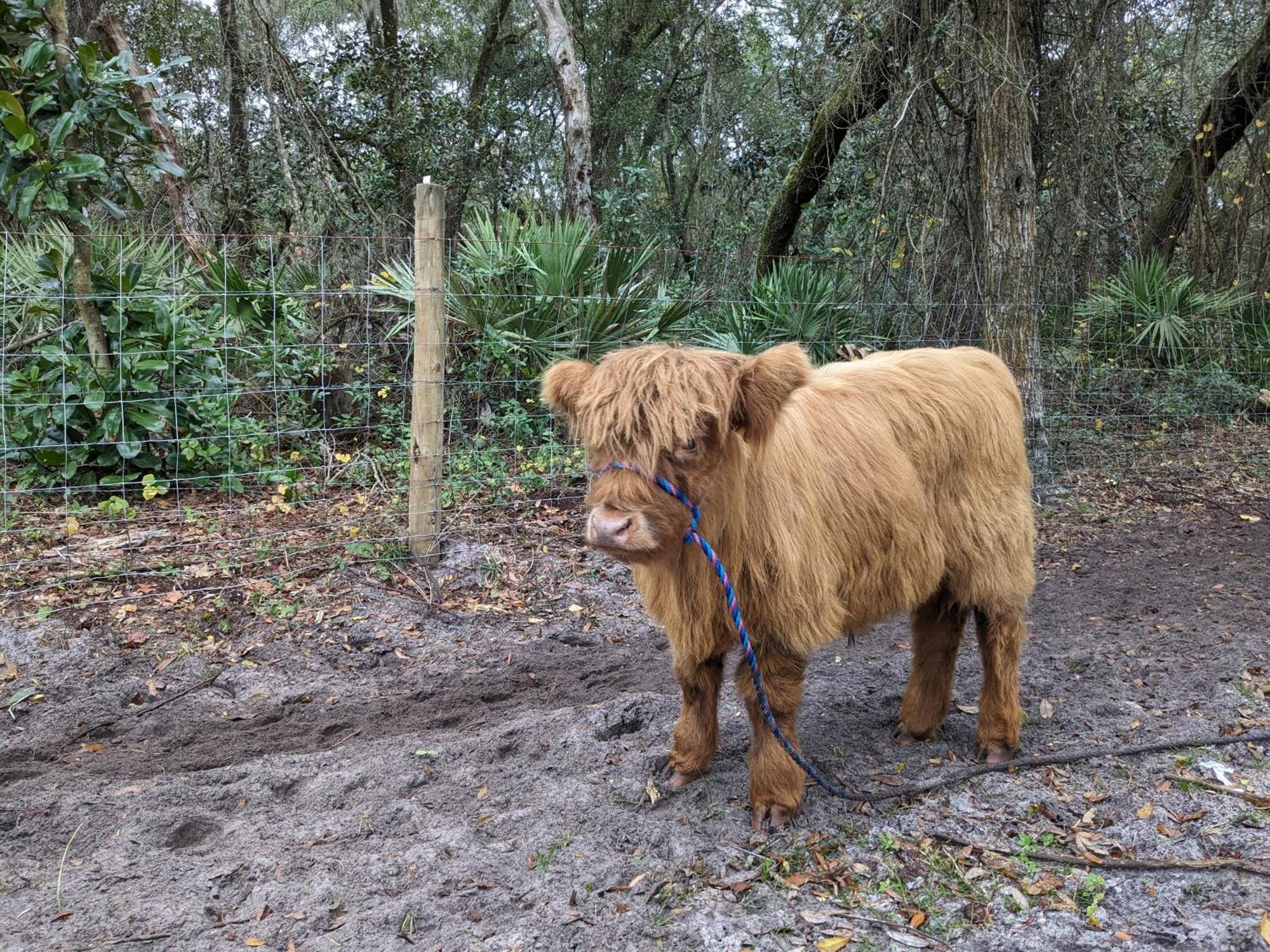 Rooterville Animal Sanctuary Melrose Ngoại thất bức ảnh