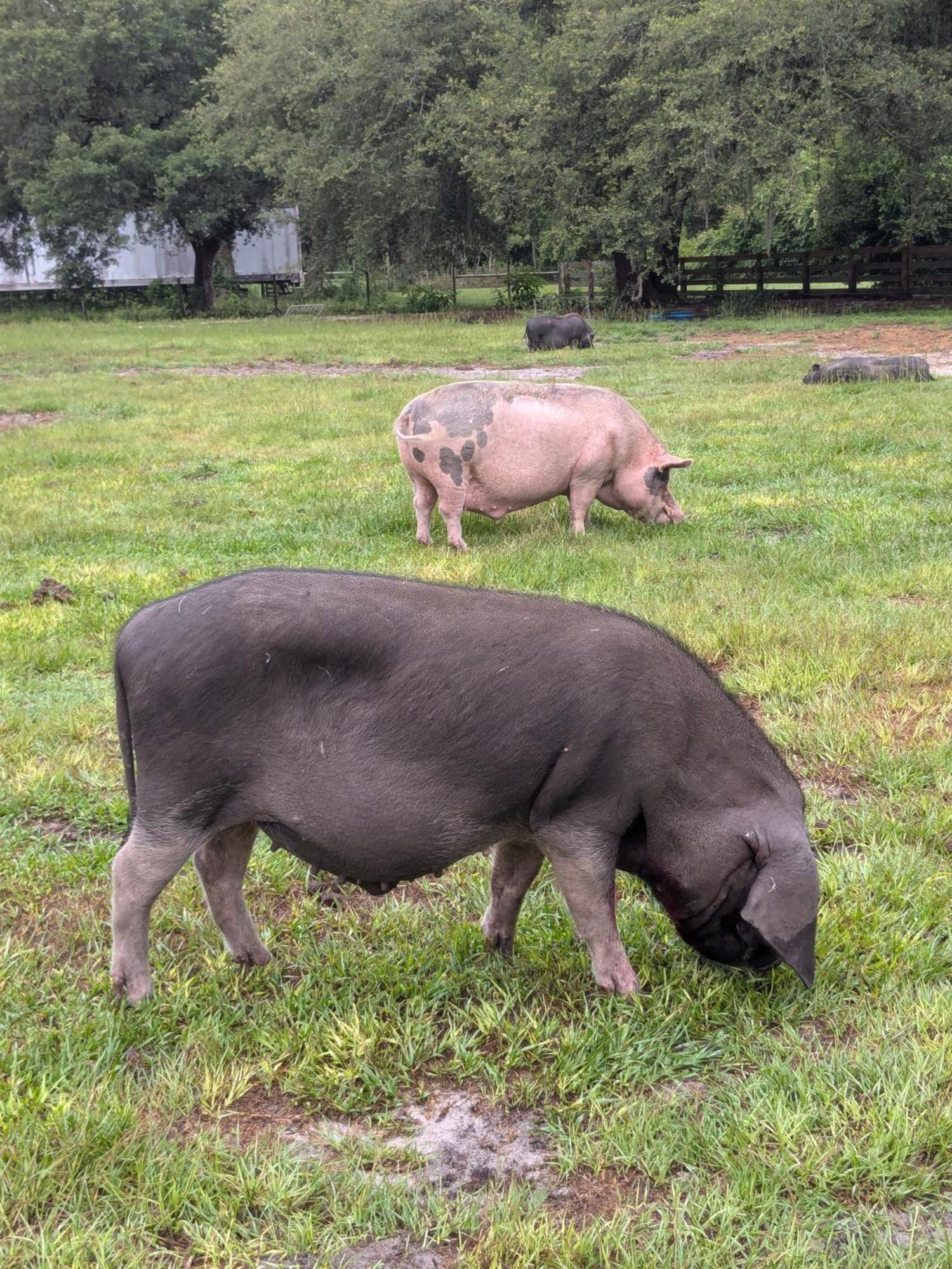 Rooterville Animal Sanctuary Melrose Ngoại thất bức ảnh