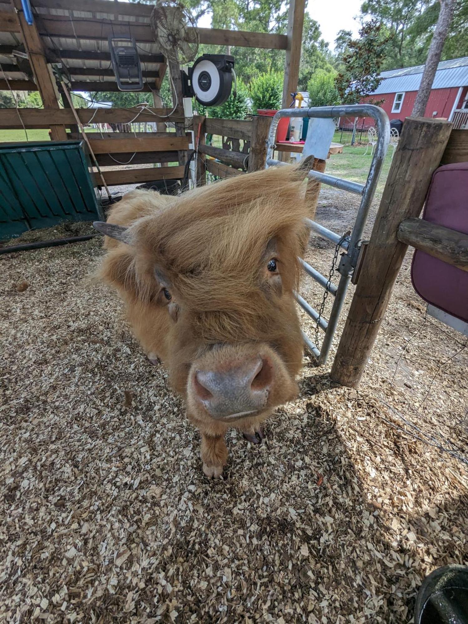 Rooterville Animal Sanctuary Melrose Ngoại thất bức ảnh