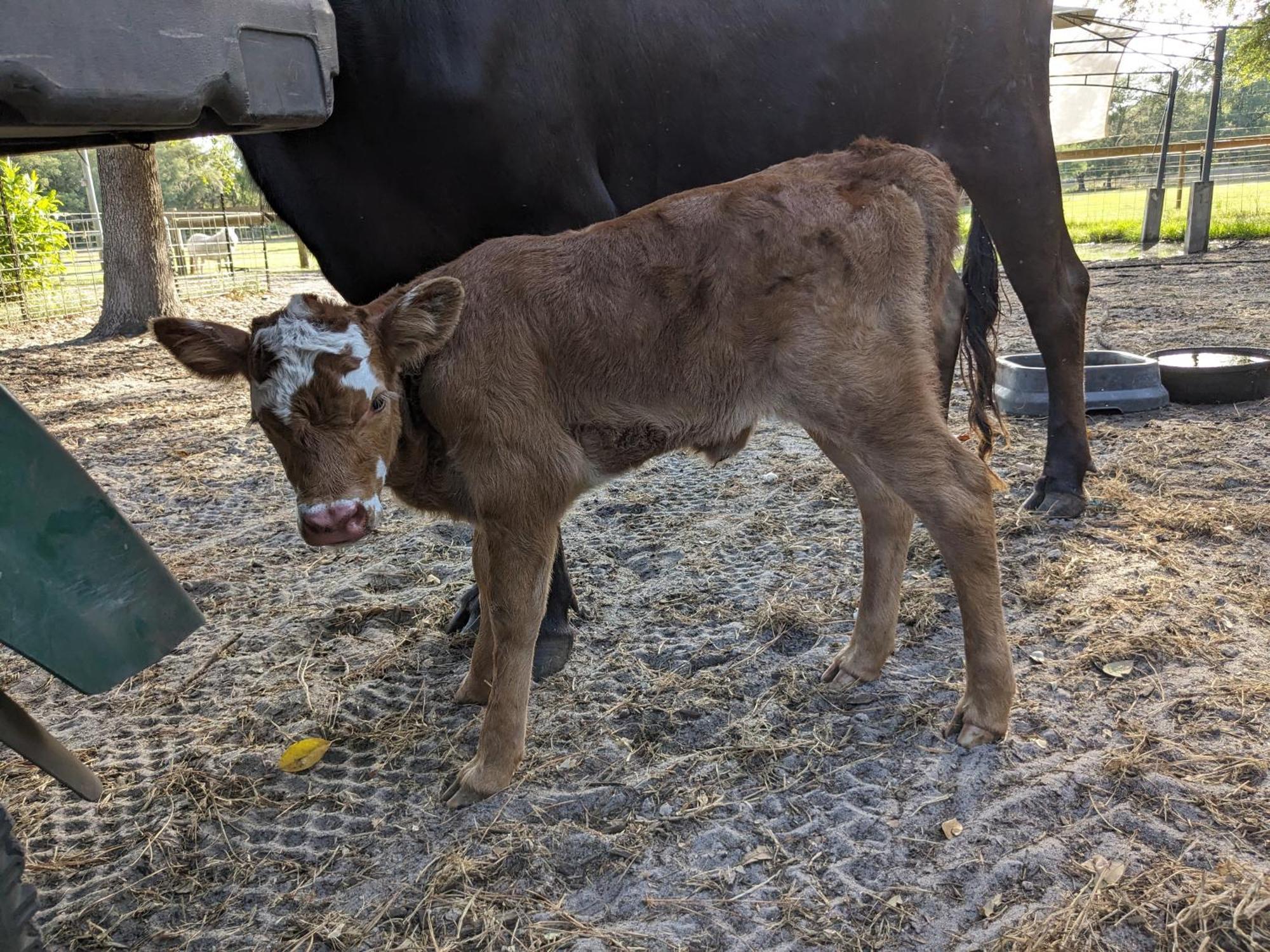 Rooterville Animal Sanctuary Melrose Ngoại thất bức ảnh