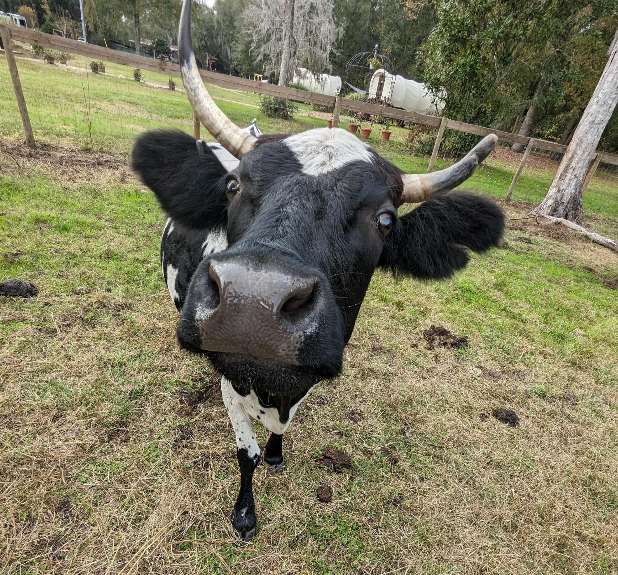 Rooterville Animal Sanctuary Melrose Ngoại thất bức ảnh